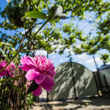 In Drachino Gæstehus Svaliava